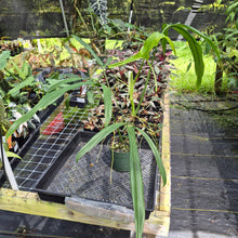 Load image into Gallery viewer, Philodendron Holtonianum exact plant, Fedex 2day*