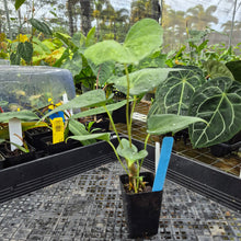 Load image into Gallery viewer, Anthurium Macrolobium, Exact Plant Ships Nationwide