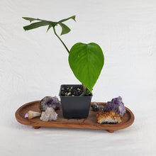Load image into Gallery viewer, Monstera Sierrana Hawaii Clone 4" pot, Fedex 2day*