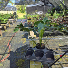 Load image into Gallery viewer, Philodendron Thaumatophyllum Goeldii X Selloum "African Fantasy, Exact Plant