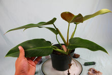 Load image into Gallery viewer, Philodendron Sagittifolium Tuxtlanum Rubra Exact Plant