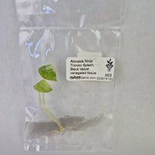 Load image into Gallery viewer, Alocasia Ninja Tricolor Splash, Black Velvet variegated tissue culture 2DayAir