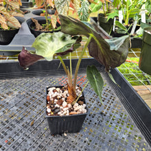 Load image into Gallery viewer, alocasia venom Exact Plant Ships Nationwide
