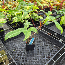 Load image into Gallery viewer, Philodendron Florida Beauty, Exact Plant Variegated Ships Nationwide