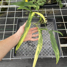 Load image into Gallery viewer, Philodendron Holtonianum Variegated exact plant, Fedex 2day*