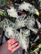 Load image into Gallery viewer, Alocasia Venom 4" pot, Fedex 2day*