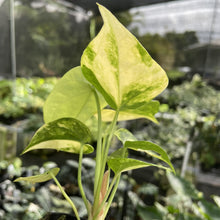 Load image into Gallery viewer, Anthurium Clarinervium Variegated exact plant, Fedex 2day*