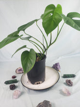 Load image into Gallery viewer, Monstera Sierrana Hawaii Clone, Exact Plant