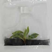 Load image into Gallery viewer, Philodendron Orange Princess variegated tissue culture 2DayAir