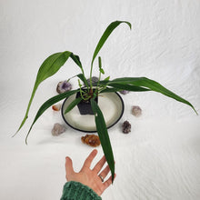 Load image into Gallery viewer, Anthurium Bakeri, Exact Plant Ships Nationwide