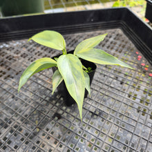 Load image into Gallery viewer, Philodendron Hastatum Silver Sword, Exact Plant Variegated Ships Nationwide