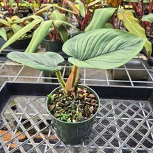 Load image into Gallery viewer, Philodendron Serpens, Exact Plant Ships Nationwide