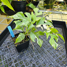 Load image into Gallery viewer, Rhaphidophora Tetrasperma Albo, Exact Plant Variegated double plant