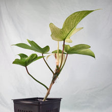 Load image into Gallery viewer, Philodendron Florida Ghost 4" pot, Fedex 2day*