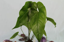 Load image into Gallery viewer, Anthurium Watermaliense, exact plant, ships nationwide