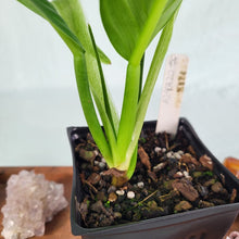 Load image into Gallery viewer, Philodendron Campii Lynette 4" pot, ships nationwide
