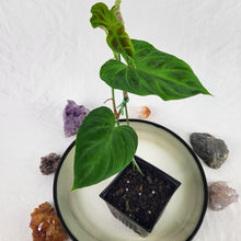 Load image into Gallery viewer, Philodendron Verrucosum 4" pot, Fedex 2day*