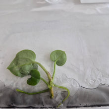 Load image into Gallery viewer, Anthurium Crystallinum 'Purple Crystal' tissue culture Fedex 2day