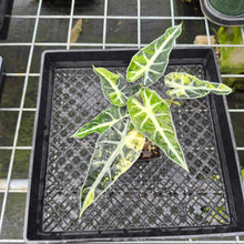 Load image into Gallery viewer, Alocasia Bambino Aurea Variegated exact plant, Fedex 2day*