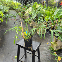 Load image into Gallery viewer, Philodendron Polypodoides, Exact Plant Ships Nationwide