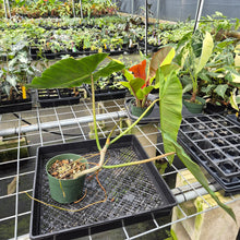Load image into Gallery viewer, Philodendron Maximum exact plant, Fedex 2day