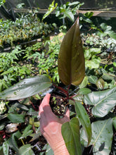 Load image into Gallery viewer, Philodendron Dark Lord 2.5" pot, Fedex 2day*