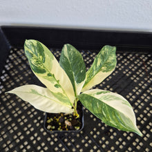Load image into Gallery viewer, Rhaphidophora Lobbii Variegated exact plant, Fedex 2day*