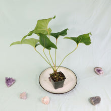 Load image into Gallery viewer, Anthurium Brownii Large Shipped Nationwide