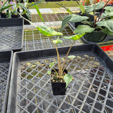 Load image into Gallery viewer, Alocasia Stingray, Exact Plant Ships Nationwide