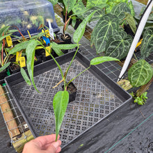 Load image into Gallery viewer, Monstera Burle Marx Flame, Exact Plant Ships Nationwide