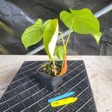 Load image into Gallery viewer, Philodendron Pastazanum, Exact Plant Ships Nationwide
