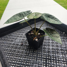 Load image into Gallery viewer, Alocasia Wentii, Exact Plant Variegated Ships Nationwide