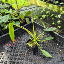 Load image into Gallery viewer, Philodendron Spiritus Sancti, Exact Plant Ships Nationwide
