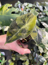 Load image into Gallery viewer, Alocasia Sedenii Aurea Variegated 2.5" pot, Fedex 2day*