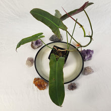 Load image into Gallery viewer, Philodendron Atabapoense 4" pot, Fedex 2day*