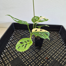 Load image into Gallery viewer, Monstera Adansonii Laniata Albo Variegated exact plant, Fedex 2day*