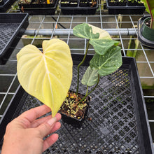 Load image into Gallery viewer, Philodendron Gloriosum variegated type 2, exact plant, Fedex 2day*