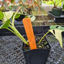 Load image into Gallery viewer, Rhaphidophora Tetrasperma Albo, Exact Plant Variegated Ships Nationwide