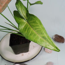 Load image into Gallery viewer, Syngonium Regina Red 4" pot, Fedex 2 day*