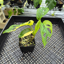 Load image into Gallery viewer, Monstera Adansonii Aurea Variegated exact plant, Fedex 2day*