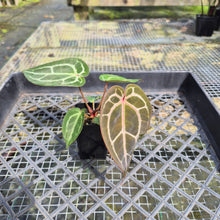 Load image into Gallery viewer, Anthurium doc block red crystallinum, Exact Plant Ships Nationwide