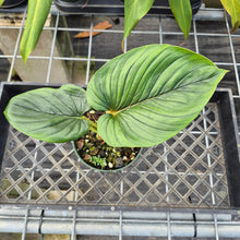 Load image into Gallery viewer, Philodendron Serpens, Exact Plant Ships Nationwide