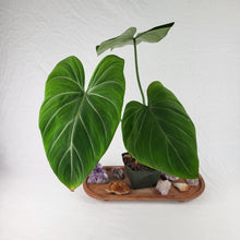 Load image into Gallery viewer, Philodendron Gloriosum, Dark Form 4" pot, Fedex 2day*