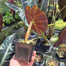 Load image into Gallery viewer, Alocasia Longiloba Grandis x Sanderiana 'Mark Campbell' 4" pot, Fedex 2day*