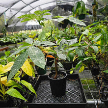 Load image into Gallery viewer, Pachira Aquatica Money Tree, Exact Plant Variegated 1 gallon pot