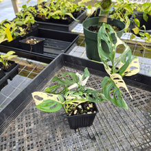 Load image into Gallery viewer, Monstera Adansonii Laniata Albo, Exact Plant Variegated Ships Nationwide