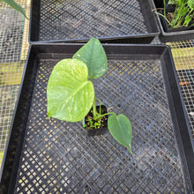 Load image into Gallery viewer, Monstera Deliciosa White Monster , Exact Plant Variegated Ships Nationwide