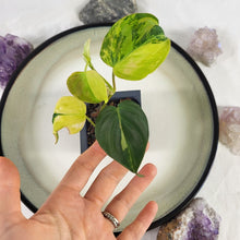 Load image into Gallery viewer, Philodendron Hederaceum Micans Aurea, 2.5” pot, Fedex 2 day*