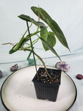 Load image into Gallery viewer, Philodendron Melanochrysum 4" pot, Fedex 2day*