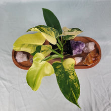 Load image into Gallery viewer, Philodendron Bipennifolium, Exact Plant Variegated